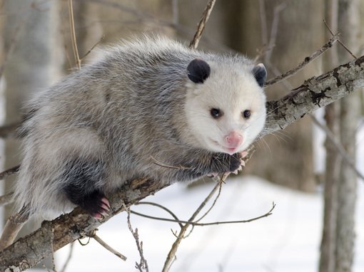 Alles über Googles "Possum" Algorithmus-Update Alles über Googles "Possum" Algorithmus-Update